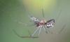 Linyphia triangularis